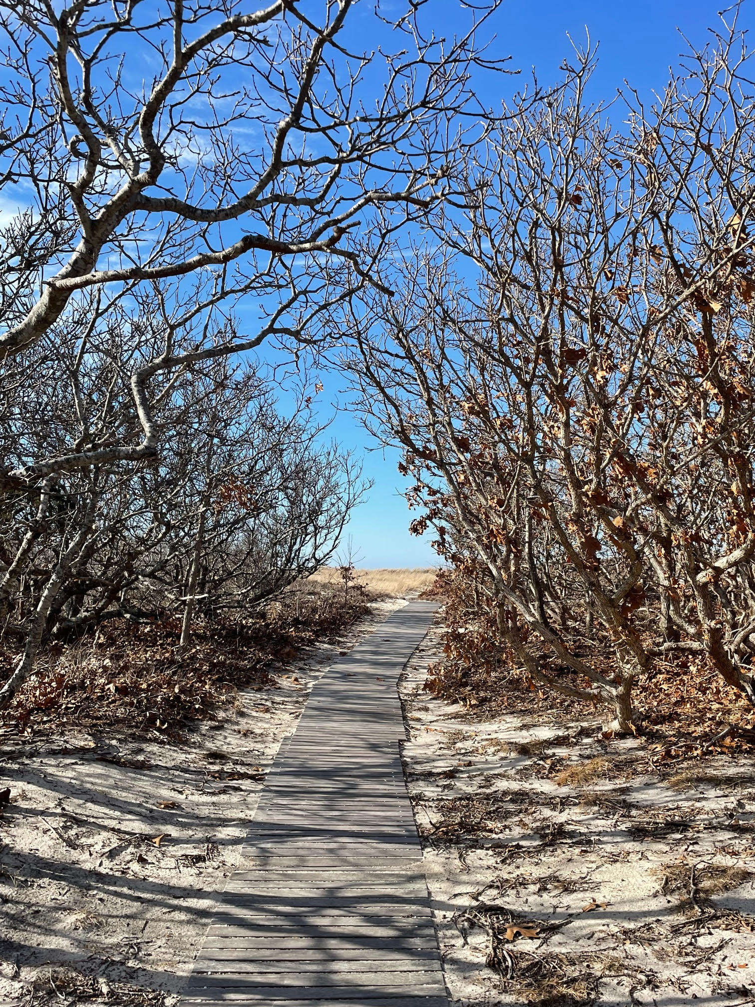 winter walk on marthas Vineyad