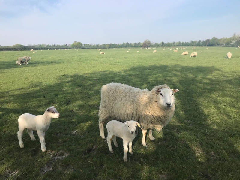 Sheep, marthas vineyard, earth day