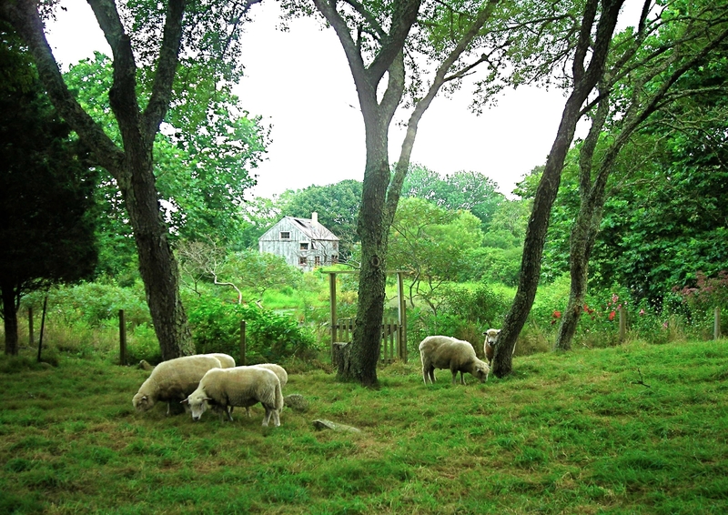 Martha’s Vineyard, Tea Lane Associates, Property For Sale, Featured Property, Cape Cod, Massachusetts, Farm