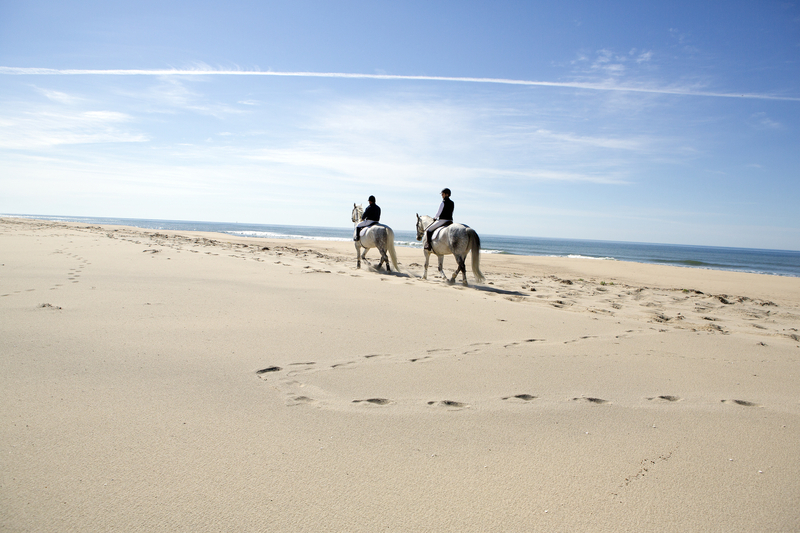 horses on the beach, deblois estate, tea lane associates, marthas vineyard real estate