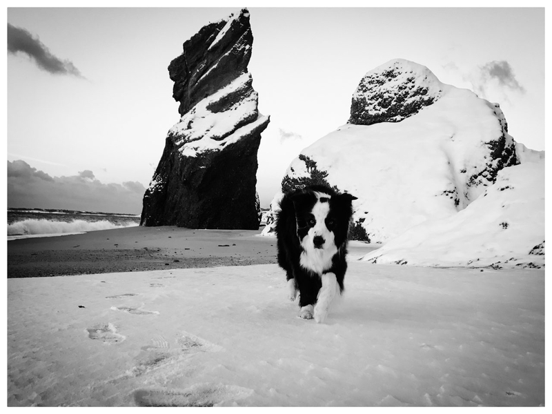 alison oestreicher, lucy vincent, lioness, chilmark, beach, boarder collie