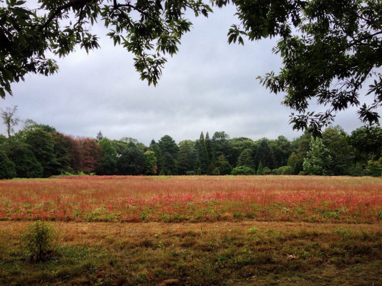 Polly Hill Arboretum, Forest bathing, tea lane associates, marthasvineyard 