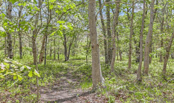 Martha's Vineyard Real Estate